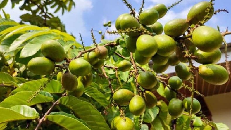 5 Flora Khas Papua, Ada yang Langka hingga Kaya Manfaat untuk Kesehatan 5 Flora Khas Papua, Ada yang Langka hingga Kaya Manfaat untuk Kesehatan