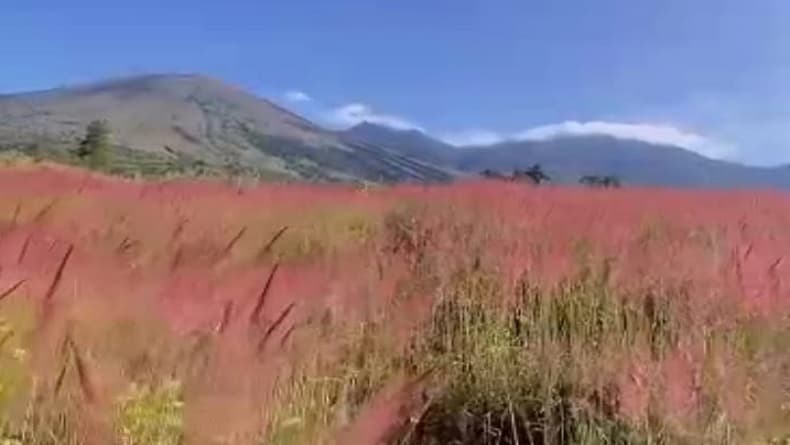 Bukit Tegal Malaka Garut, Pesona Padang Savana Manjakan Pecinta Alam Bukit Tegal Malaka Garut, Pesona Padang Savana Manjakan Pecinta Alam