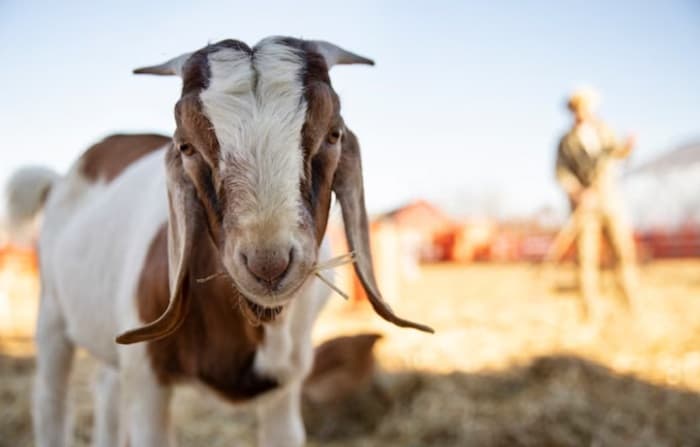 Sejarah Qurban, Ternyata Sudah Ada sebelum Agama Islam Datang Sejarah Qurban, Ternyata Sudah Ada sebelum Agama Islam Datang