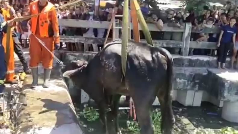 Heboh Evakuasi Sapi Terjun ke Waduk Bozem Morokrembangan, Gunakan Alat Berat Crane Damkar Heboh Evakuasi Sapi Terjun ke Waduk Bozem Morokrembangan, Gunakan Alat Berat Crane Damkar