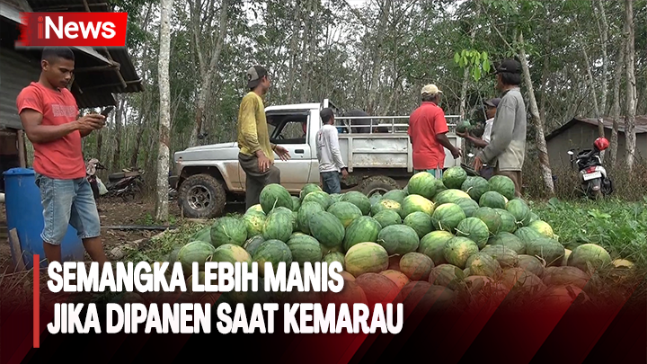 Petani di Banyuasin Sukses Panen Semangka, Didukung Musim Kemarau Petani di Banyuasin Sukses Panen Semangka, Didukung Musim Kemarau