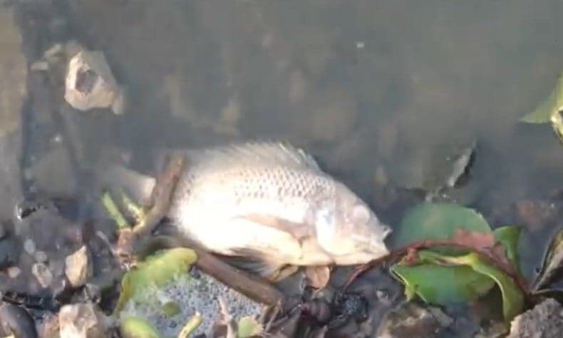 Ribuan Ikan di Situ Rawa Arum Cilegon Mati Membusuk Diduga Tercemar Zat Berbahaya Ribuan Ikan di Situ Rawa Arum Cilegon Mati Membusuk Diduga Tercemar Zat Berbahaya