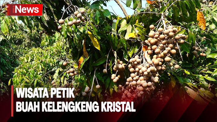 Destinasi Wisata Petik Buah Kelengkeng Kristal di Lumajang Destinasi Wisata Petik Buah Kelengkeng Kristal di Lumajang