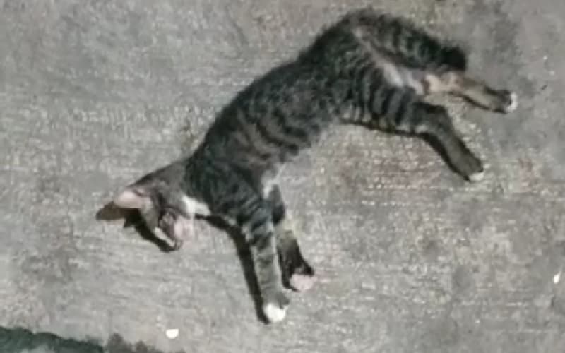 7 Arti Mimpi Kucing Mati, Waspada Peliharaanmu di Rumah!