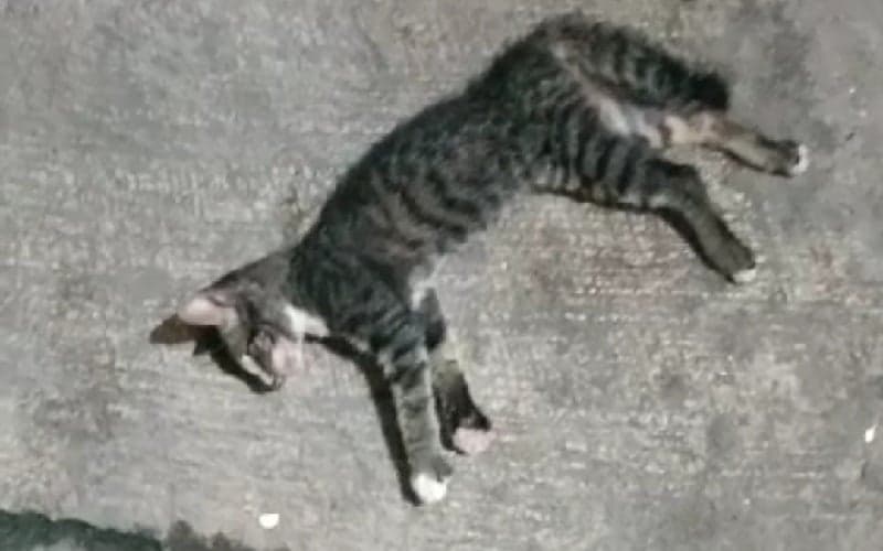 7 Arti Mimpi Kucing Mati, Waspada Peliharaanmu di Rumah! 7 Arti Mimpi Kucing Mati, Waspada Peliharaanmu di Rumah!