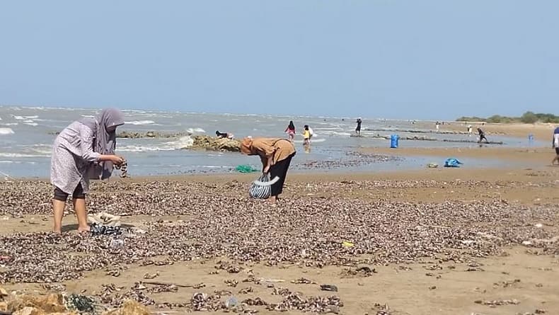 Jutaan Kerang Laut Terdampar di Pantai Selat Madura, Warga: Rezeki dari Allah Jutaan Kerang Laut Terdampar di Pantai Selat Madura, Warga: Rezeki dari Allah