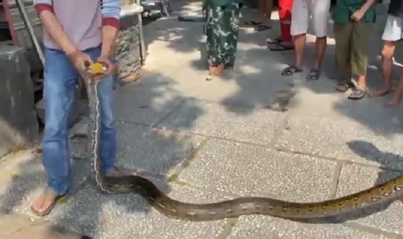 Ngeri! Ular Piton 6 Meter Sembunyi dalam Gudang Toko Bangunan di Ternate Ngeri! Ular Piton 6 Meter Sembunyi dalam Gudang Toko Bangunan di Ternate