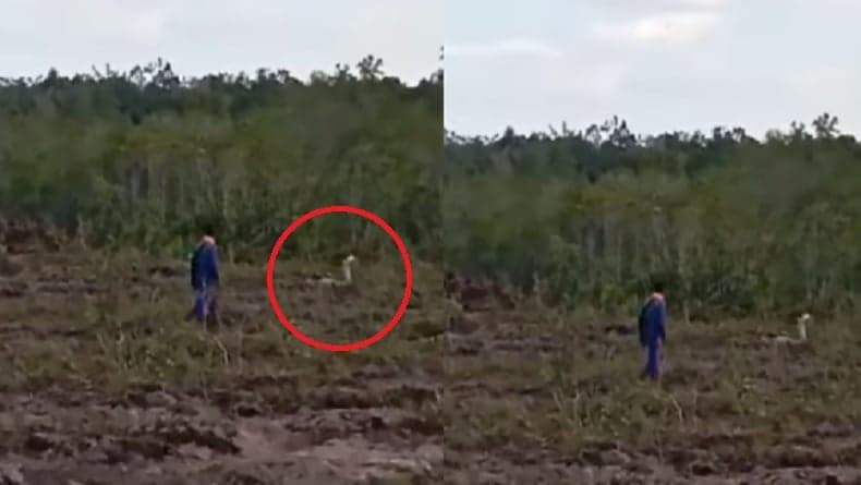 Viral Penampakan Kobra Putih Berukuran Besar di Ketapang, Netizen Sebut Raja Ular Viral Penampakan Kobra Putih Berukuran Besar di Ketapang, Netizen Sebut Raja Ular