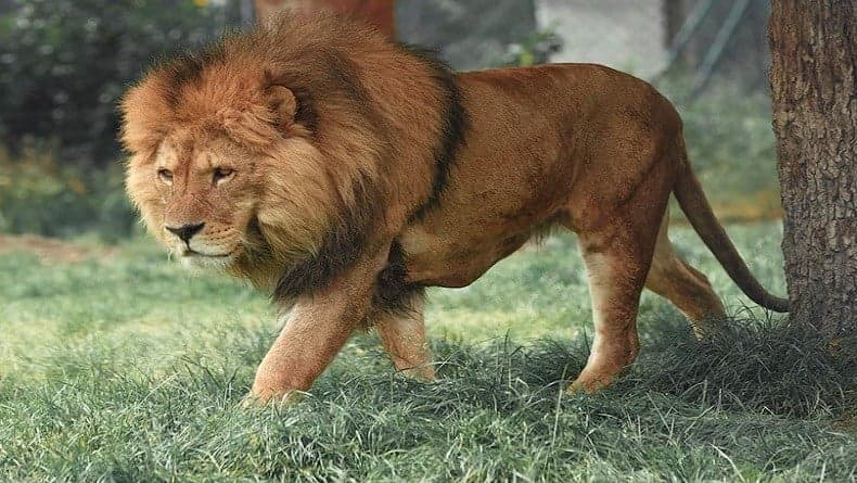 10 Arti mimpi Dikejar Singa, Pertanda Ada Masalah dalam Diri 10 Arti mimpi Dikejar Singa, Pertanda Ada Masalah dalam Diri