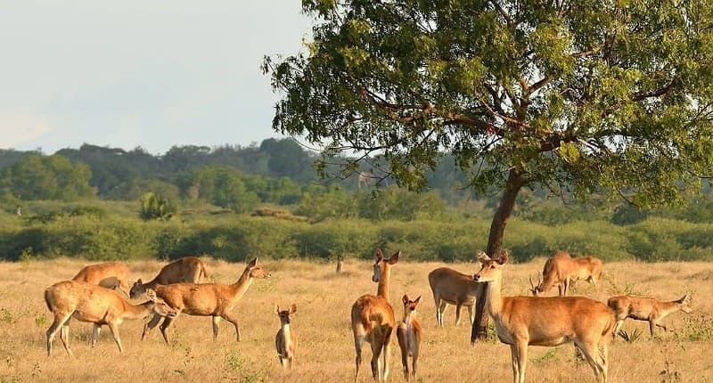 Kampung Unik di Situbondo, Singgah ke Desanya Ternyata Punya Pemandangan Mirip Luar Negeri Kampung Unik di Situbondo, Singgah ke Desanya Ternyata Punya Pemandangan Mirip Luar Negeri