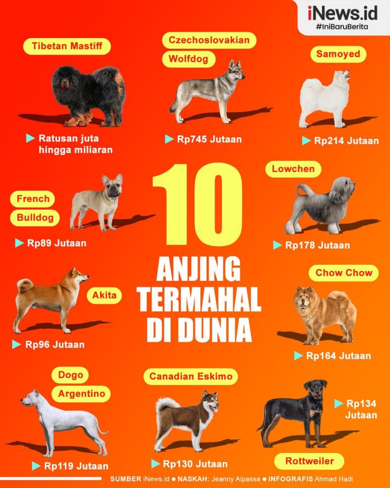 Infografis Deretan 10 Anjing Termahal di Dunia Infografis Deretan 10 Anjing Termahal di Dunia