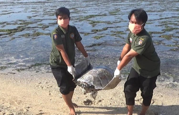 Tebar Bau Busuk, Seekor Penyu Ditemukan Mati Terdampar di Pantai Sepanjang Gunungkidul Tebar Bau Busuk, Seekor Penyu Ditemukan Mati Terdampar di Pantai Sepanjang Gunungkidul