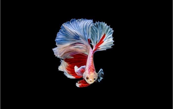 5 Ikan Guppy Termahal di Dunia, Harganya Ada yang Capai Jutaan per Ekor! 5 Ikan Guppy Termahal di Dunia, Harganya Ada yang Capai Jutaan per Ekor!