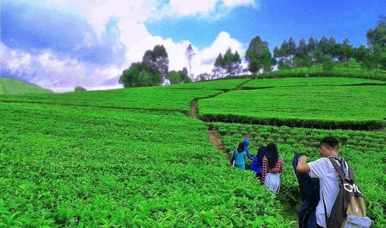 Deretan Daerah Penghasil Teh di Jawa Tengah, Tegal Tak Masuk 5 Besar Deretan Daerah Penghasil Teh di Jawa Tengah, Tegal Tak Masuk 5 Besar
