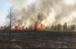 25 Hektare Lahan di Kawasan Taman Nasional Way Kambas Lampung Terbakar