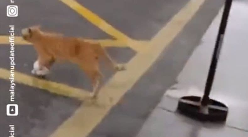 Viral Kucing Oyen Luka Pergi ke Rumah Sakit seperti Minta Tolong, Ditangani Perawat Viral Kucing Oyen Luka Pergi ke Rumah Sakit seperti Minta Tolong, Ditangani Perawat