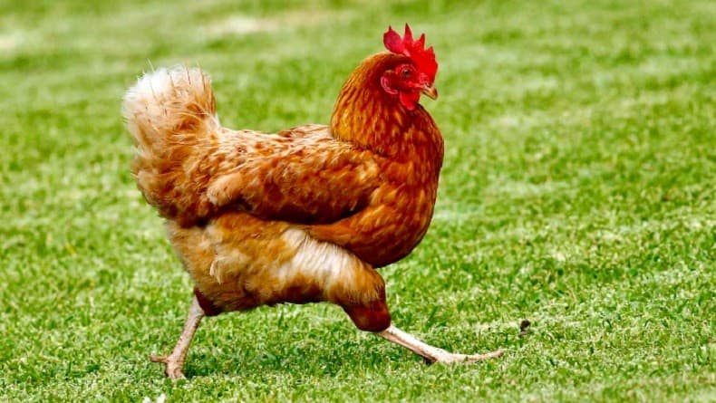 Gunakan Teknologi AI, Ilmuwan Bisa Baca Emosi Ayam Gunakan Teknologi AI, Ilmuwan Bisa Baca Emosi Ayam