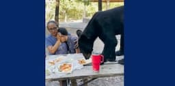 Momen Mencekam, Beruang Tiba-Tiba Lompat ke Meja Makan di Tengah Pesta