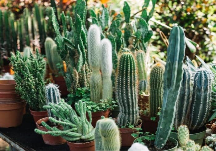 5 Jenis Kaktus Termahal, Ada yang Sentuh Rp8 Juta 5 Jenis Kaktus Termahal, Ada yang Sentuh Rp8 Juta