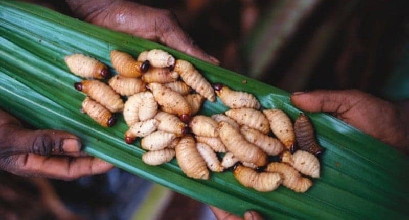 Viral Ulat Sagu Suka Dimakan Mentah, Apakah Berbahaya? Viral Ulat Sagu Suka Dimakan Mentah, Apakah Berbahaya?