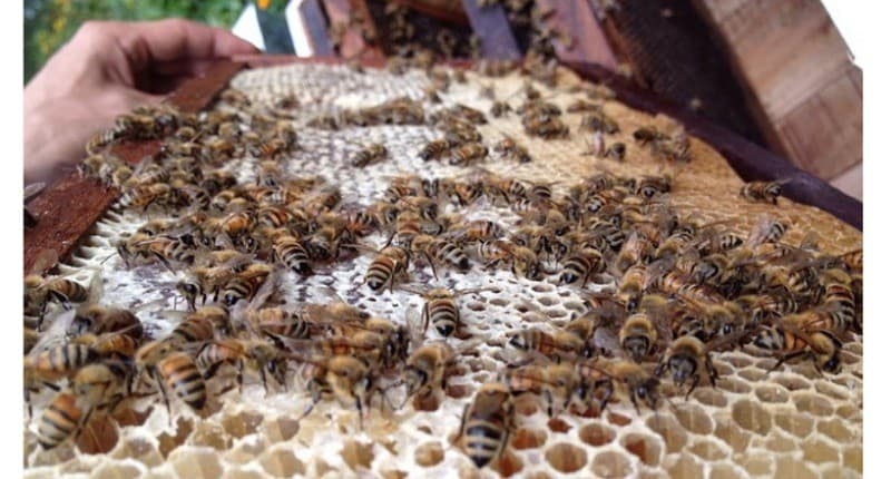 5 Agrowisata di Malang untuk Liburan Akhir Pekan, Ada Wisata Petik Madu! 5 Agrowisata di Malang untuk Liburan Akhir Pekan, Ada Wisata Petik Madu!