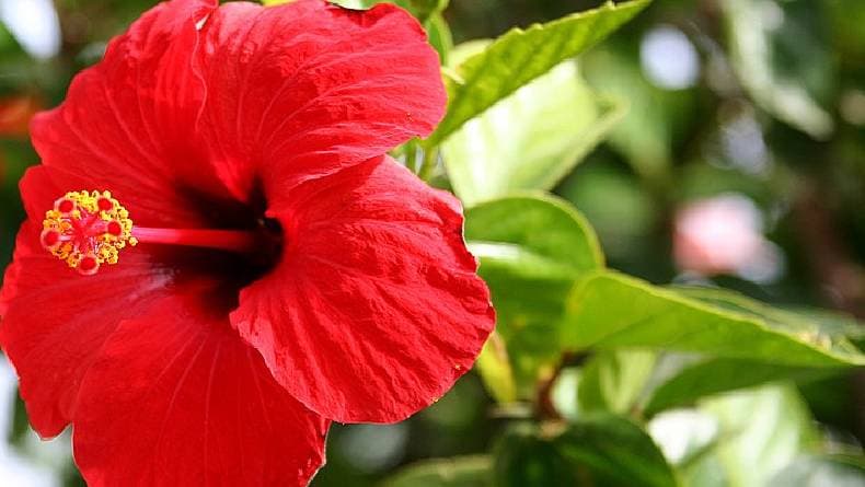 Persilangan Monohibrid dan Contohnya dalam Hukum Mendel, Yuk Disimak! Persilangan Monohibrid dan Contohnya dalam Hukum Mendel, Yuk Disimak!