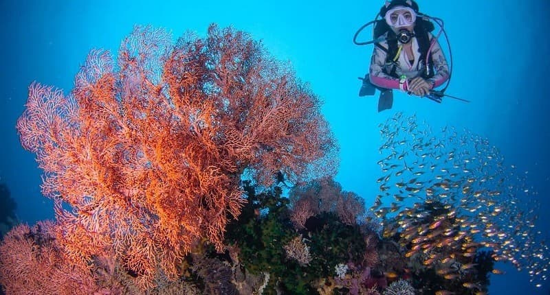 Surga Tersembunyi di Tondano, di Tengah Hutan Ada Mata Air Alami Dijadikan Tempat Snorkeling Surga Tersembunyi di Tondano, di Tengah Hutan Ada Mata Air Alami Dijadikan Tempat Snorkeling