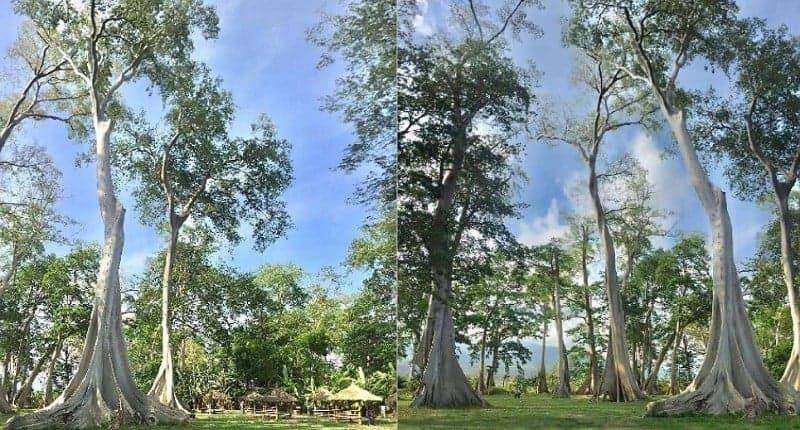 Kampung Unik di Lombok Punya Pohon Purba Raksasa Satu-satunya di Indonesia Kampung Unik di Lombok Punya Pohon Purba Raksasa Satu-satunya di Indonesia
