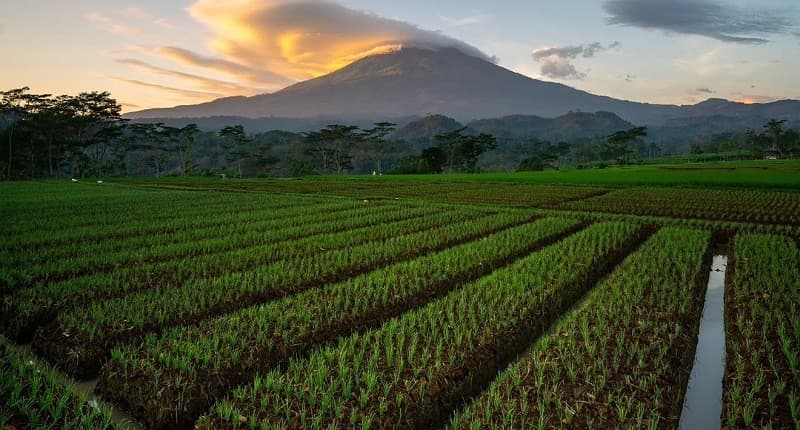 Terungkap, Fakta Menarik Sragen Disebut Bumi Sukowati sejak Zaman Kerajaan Mataram Terungkap, Fakta Menarik Sragen Disebut Bumi Sukowati sejak Zaman Kerajaan Mataram