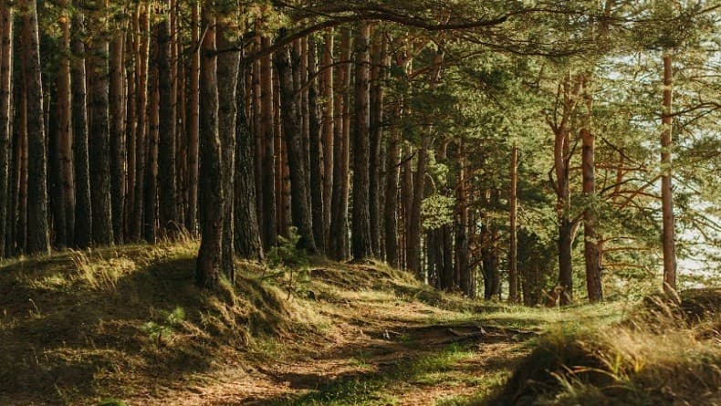 Temukan Spesies Serangga Baru, Remaja asal Indonesia Mendunia Temukan Spesies Serangga Baru, Remaja asal Indonesia Mendunia
