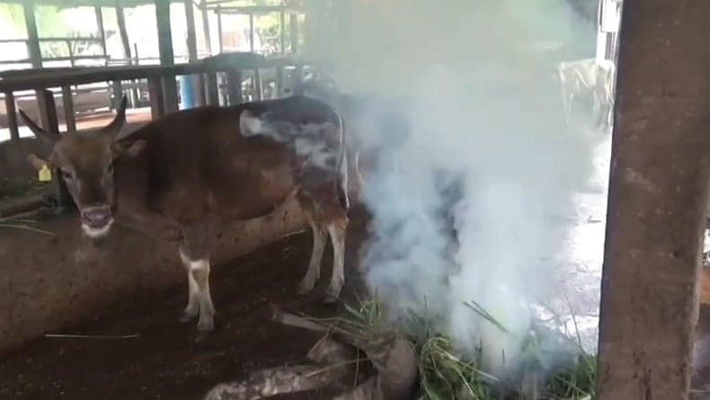 Belasan Sapi Warga Jambi Mati Mendadak, Diduga akibat Gigitan Nyamuk Belasan Sapi Warga Jambi Mati Mendadak, Diduga akibat Gigitan Nyamuk