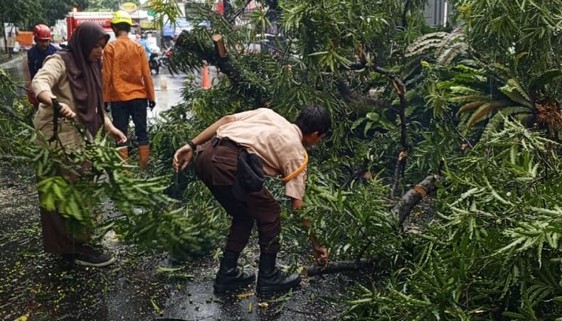 Hujan Angin, Pohon Setinggi 8 Meter di Kota Bogor Tumbang Timpa Kabel Internet