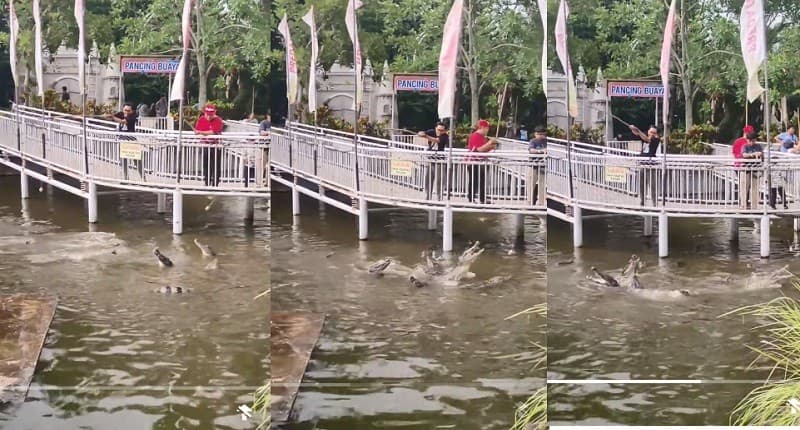 Viral, Kota Batu Punya Tempat Mancing Berisi Buaya, Netizen: Pas Dapat Panik! Viral, Kota Batu Punya Tempat Mancing Berisi Buaya, Netizen: Pas Dapat Panik!