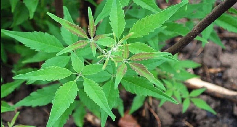 Viral Tanaman Mirip Daun Ganja Dikonsumsi Jadi Obat, Apa Khasiatnya? Viral Tanaman Mirip Daun Ganja Dikonsumsi Jadi Obat, Apa Khasiatnya?