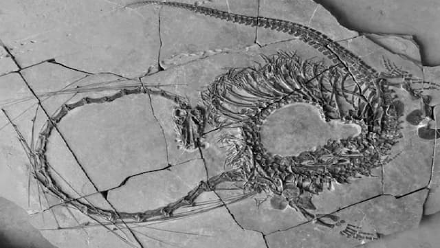 Fosil Naga Berusia 240 Juta Tahun Ditemukan, Anggota Tubuh Bersirip