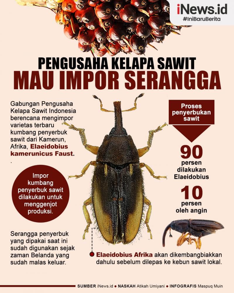 Infografis Pengusaha Kelapa Sawit RI Mau Impor Serangga dari Afrika