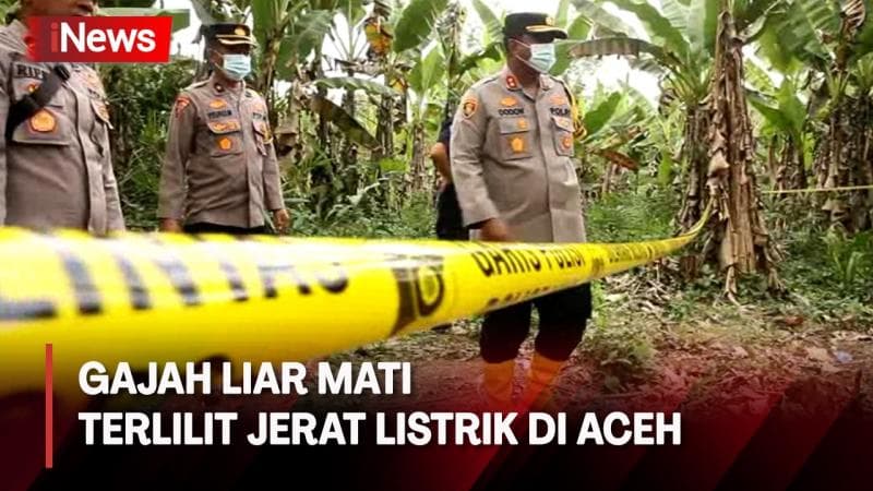 Temuan Polisi saat Olah TKP Usai Gajah Liar Mati Terlilit Jerat Listrik di Aceh