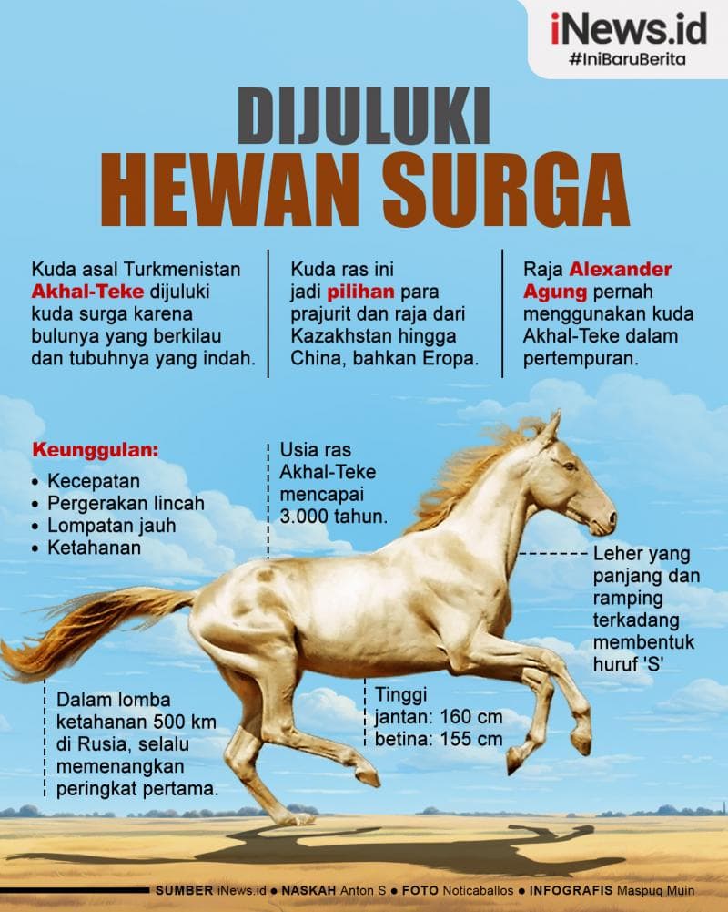 Infografis Akhal-Teke, Kuda Glowing yang Dijuluki Hewan Surga Infografis Akhal-Teke, Kuda Glowing yang Dijuluki Hewan Surga