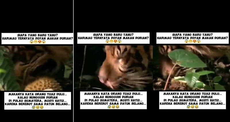 Viral, Muncul Video Harimau Lagi Asyik Makan Durian, Netizen: Awas Hipertensi! Viral, Muncul Video Harimau Lagi Asyik Makan Durian, Netizen: Awas Hipertensi!