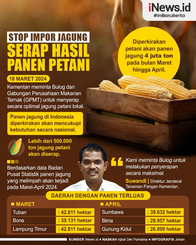 Infografis Impor Jagung Disetop, Kementan Minta Serap Hasil Panen Petani