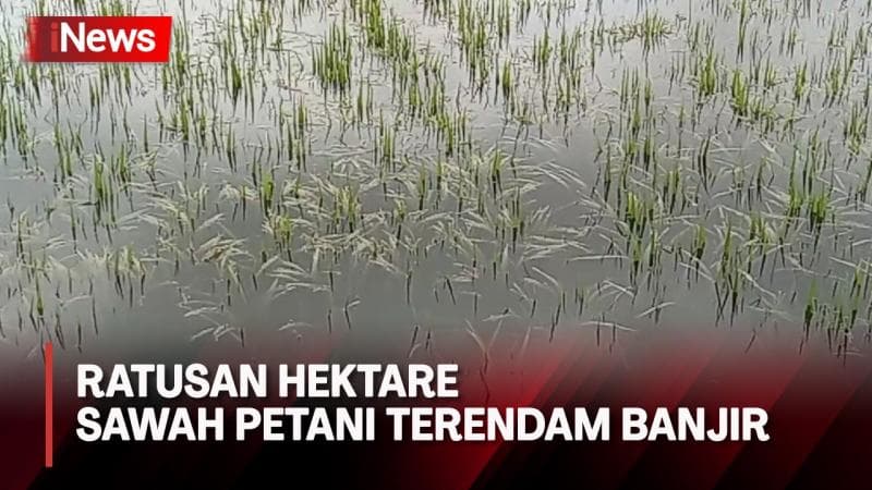 Terendam Banjir, Ratusan Hektare Sawah Terancam Gagal Panen di Grobogan