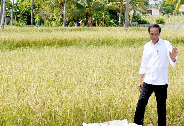 Jokowi Tinjau Panen Raya di Sigi: Hasilnya Bagus, Bisa 6,2 Ton per Hektare