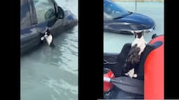 Viral Aksi Heroik Pria Selamatkan Kucing Terdampar Usai Banjir di Dubai, Warganet Bersyukur: Thank You!