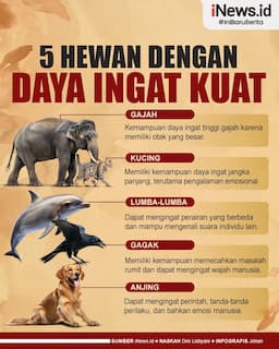 Infografis Daftar 5 Hewan yang Memiliki Daya Ingat Kuat
