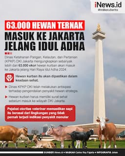 Infografis 63.000 Hewan Ternak Masuk ke Jakarta Jelang Idul Adha