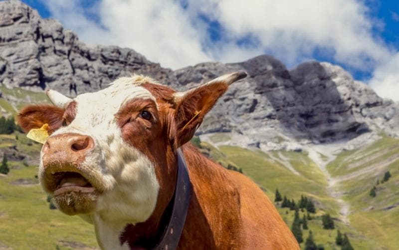 6 Sapi Termahal di Indonesia 2024, Harganya Ada yang Tembus Ratusan Juta! 6 Sapi Termahal di Indonesia 2024, Harganya Ada yang Tembus Ratusan Juta!