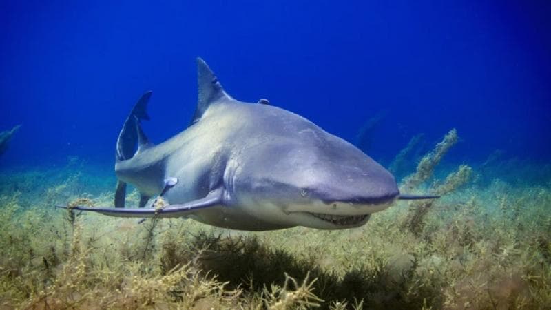 Kenapa Hiu Menyerang Manusia? Faktor Ini Bisa Jadi Pemicunya Kenapa Hiu Menyerang Manusia? Faktor Ini Bisa Jadi Pemicunya