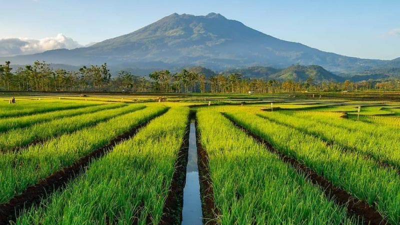 8 Desa di Sragen Harus Dikunjungi Minimal Sekali Seumur Hidup, Bisa Lihat Kehidupan Manusia Purba 8 Desa di Sragen Harus Dikunjungi Minimal Sekali Seumur Hidup, Bisa Lihat Kehidupan Manusia Purba