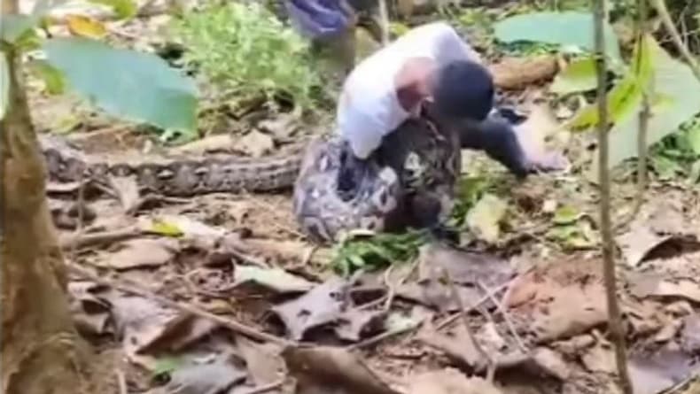 Viral Pria di Muna Tangkap Ular Piton Raksasa Panjang 7 Meter dengan Tangan Kosong Viral Pria di Muna Tangkap Ular Piton Raksasa Panjang 7 Meter dengan Tangan Kosong