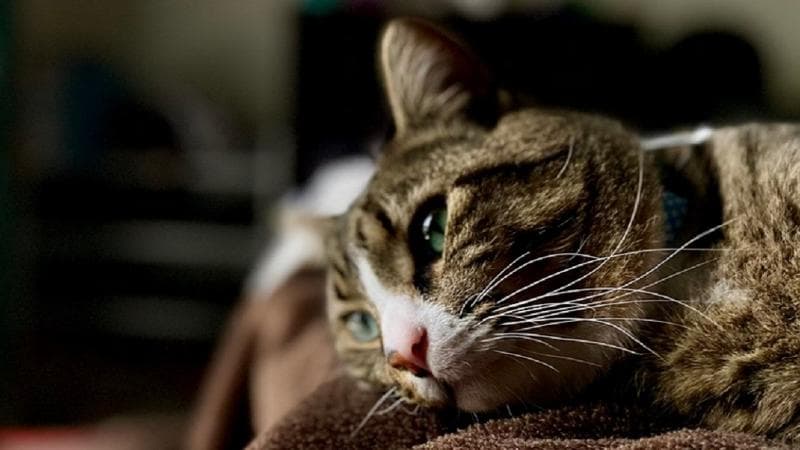 Tahukah Anda, Kucing Ikut Merasa Sedih saat Hewan Lainnya Mati Tahukah Anda, Kucing Ikut Merasa Sedih saat Hewan Lainnya Mati